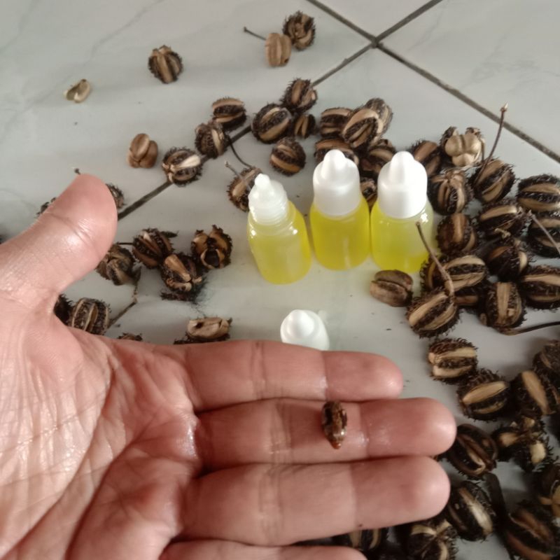 

Minyak Buah Kaliki Original Hasil perasan dari buah kaliki | MINYAK PALE MUNCANG ADUAN