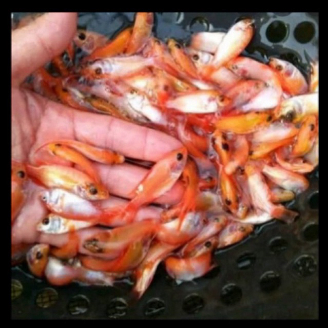 Paket ikan nila padang 45 ekor / Nila kakap sehat berkwalitas.