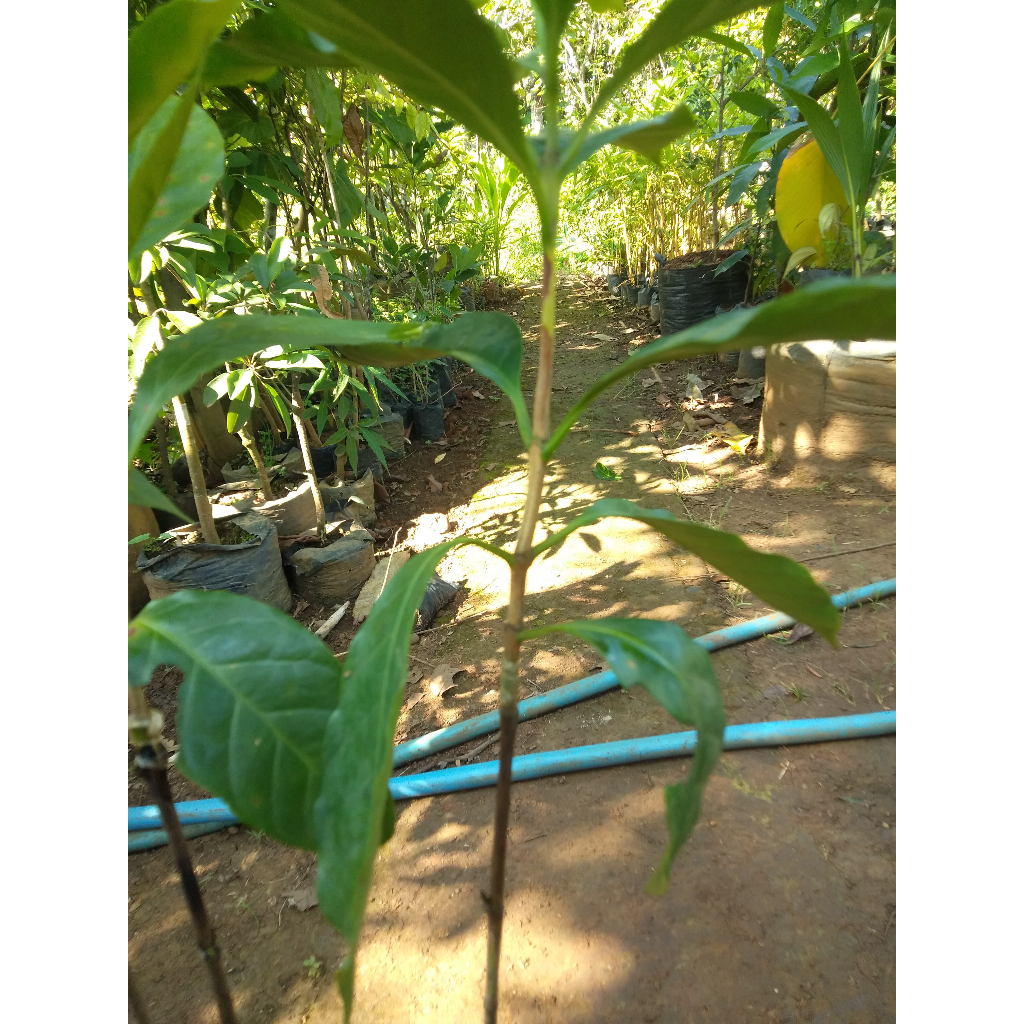 Bibit Tanaman Kopi Arabika Sambung - Mudah Berbuah - Harga Murah