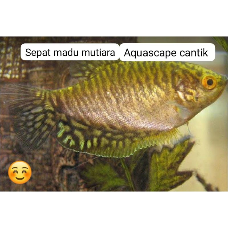 isi 3 / sepat madu mutiara / hiasan kebutuhan aquascape mutiara