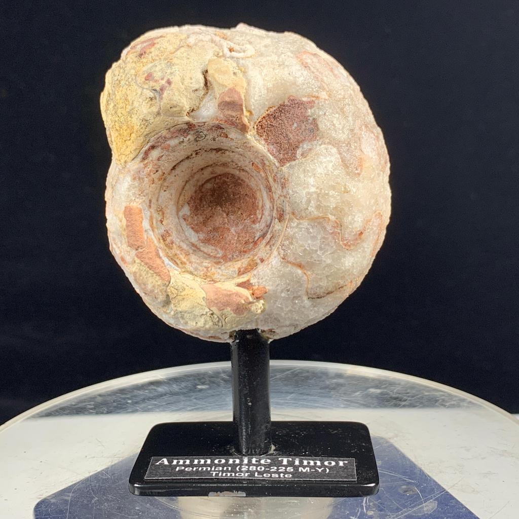 Plakan Stand Fosil Ammonite - Natural Ammonite Full Suture