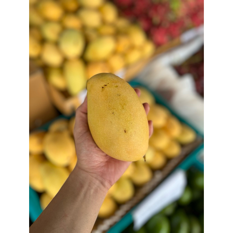 

MANGGA THAILAND MANIS VIRAL THAI HARGA PER KG | BUAH MANGO FRUIT