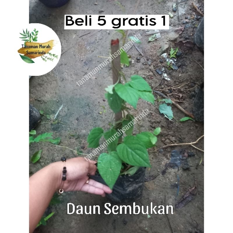 

TMS~ Daun sembukan daun kentut herbal