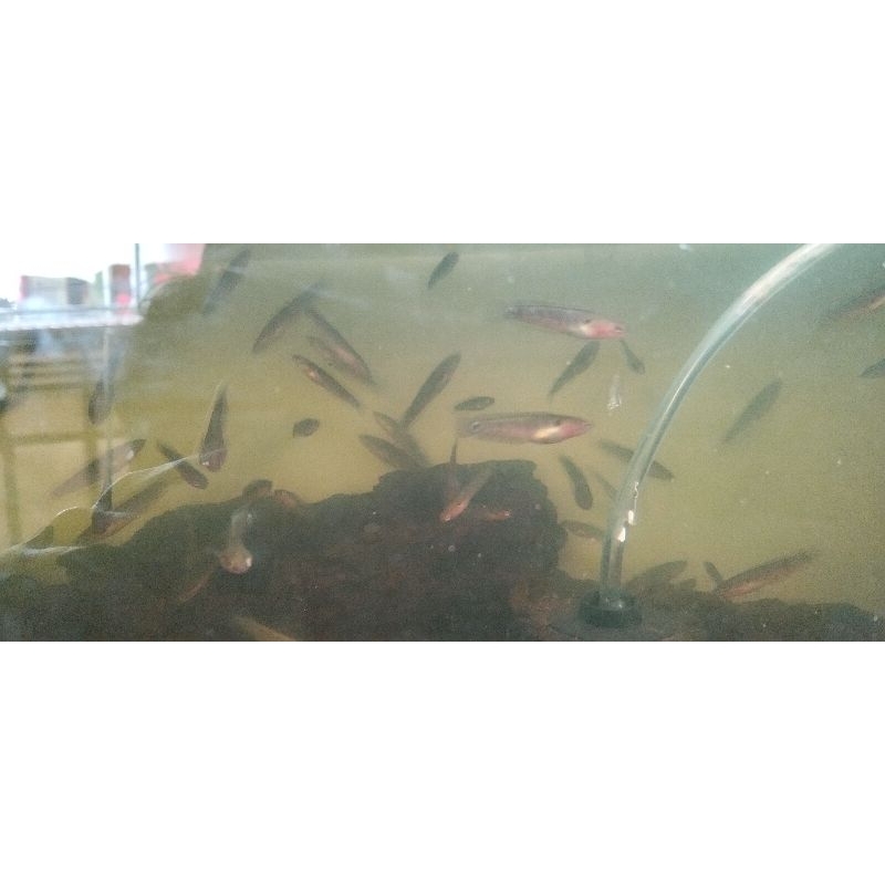 baby chana asiatica RsWs