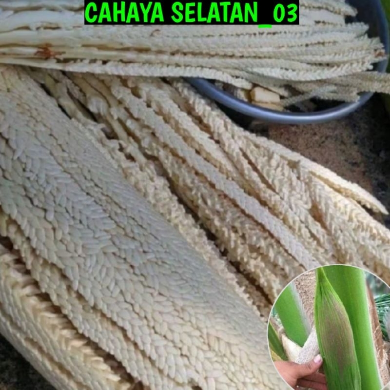 

Manggar Kelapa Muda Bahan Gudeg Perbonjor Frash Masih Kuncup Per Biji Di Petik Dadakan