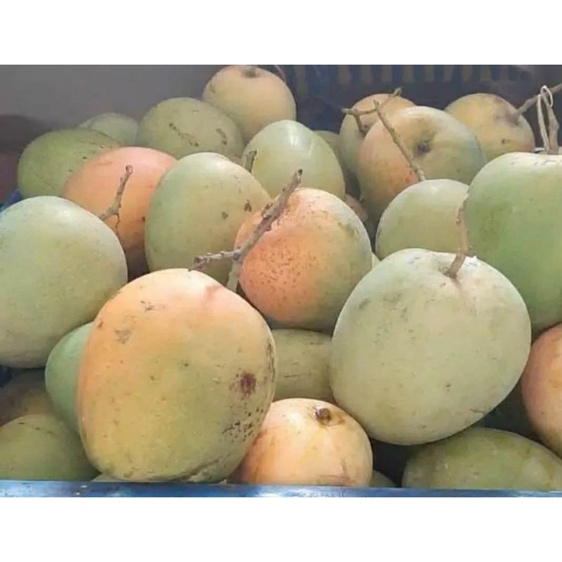 

mangga gincu indramayu 1kg