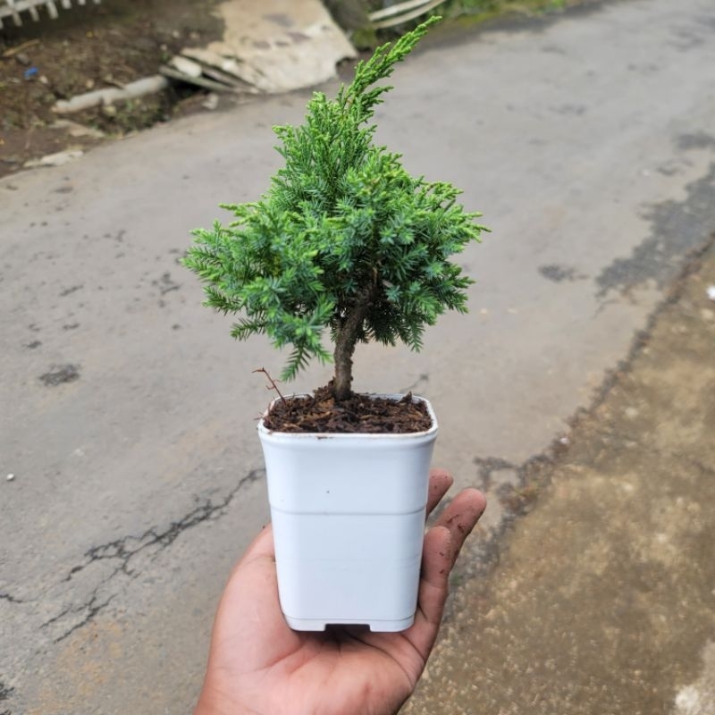 Bonsai mini cemara juniper + pot kotak putih