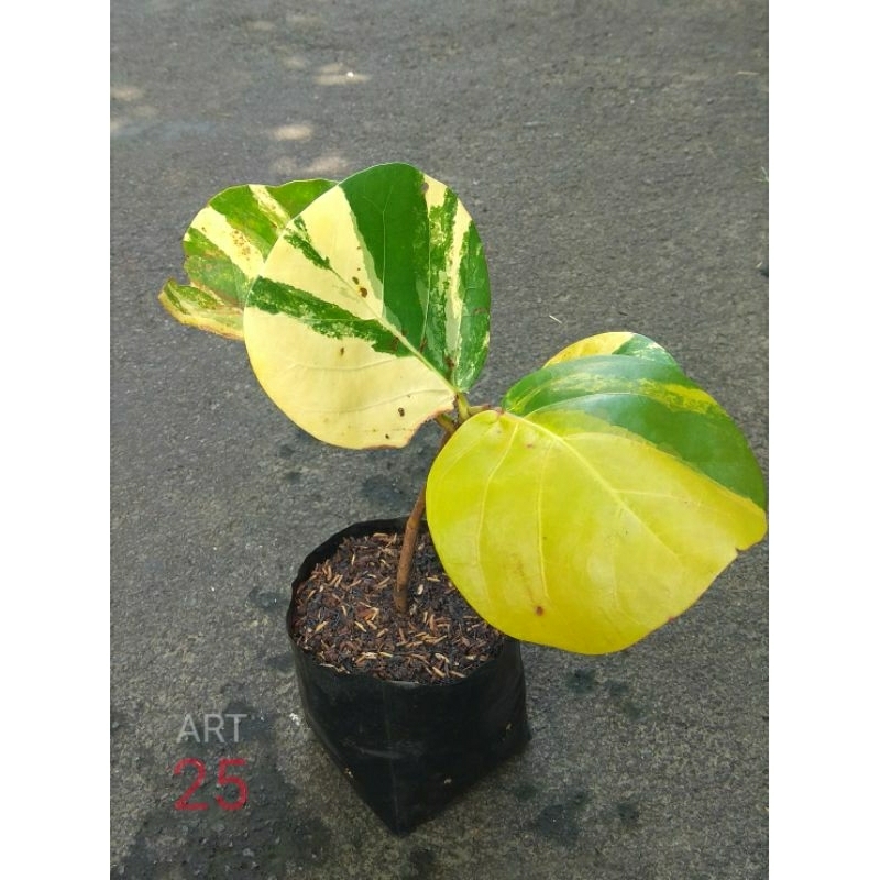 Coccoloba Uvifera Variegata Anggur Laut Varigata Sesuai Foto