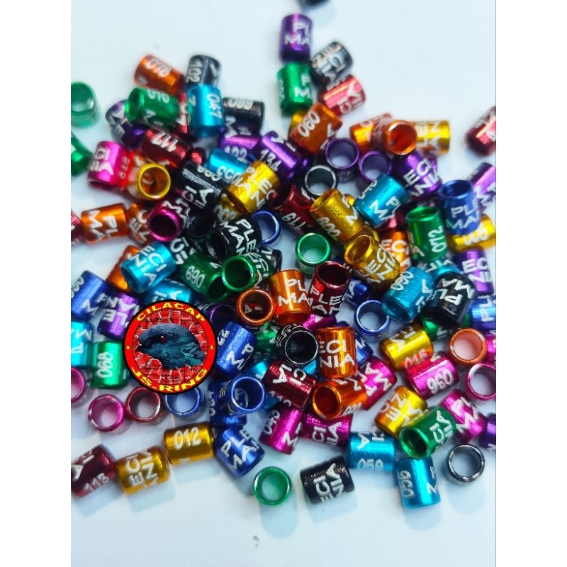 RING PLECI sudah ada nama [PLECI MANIA]