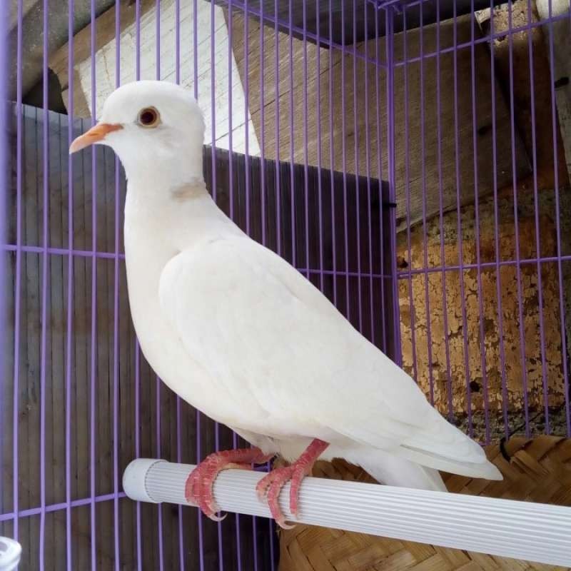 burung puter gacor, burung puter sepasang dan puter pelung gacor