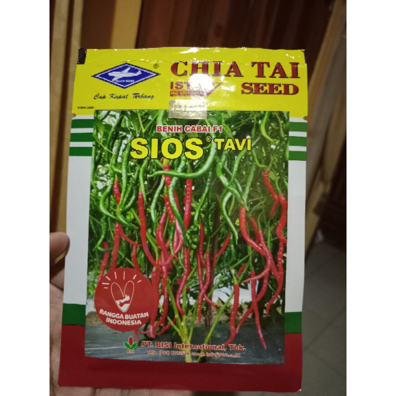 BENIH CABE KERITING Sios tavi (versi chia tai )