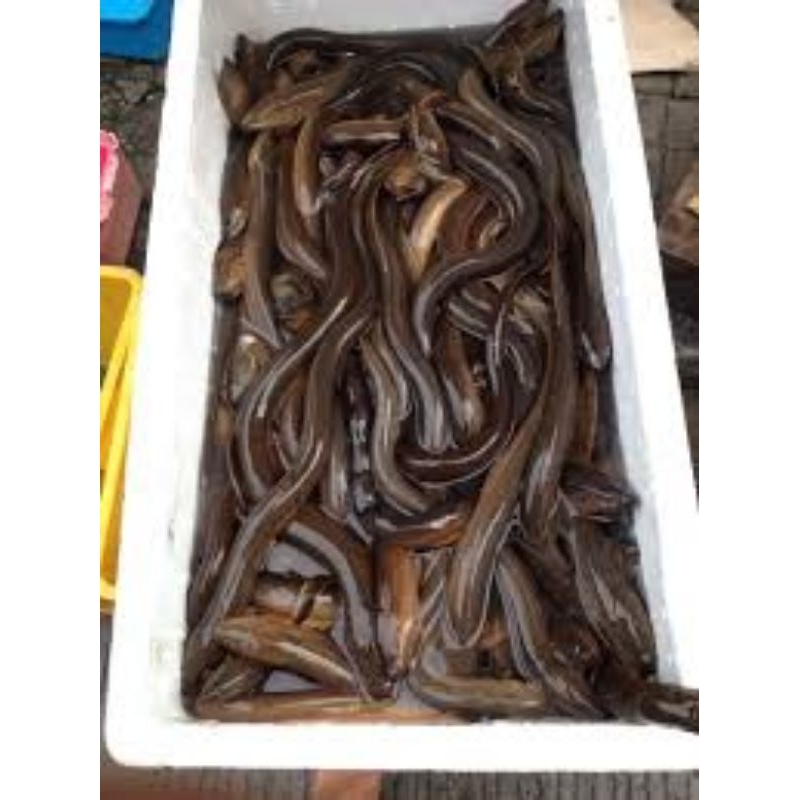 

ikan belut segar 500gram/1kg