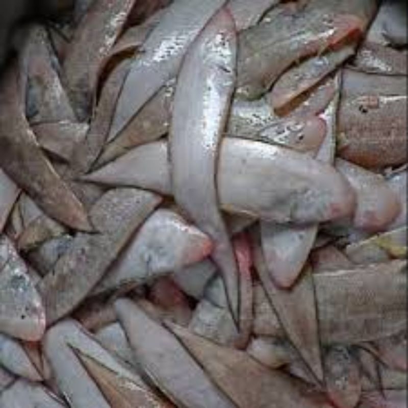 

ikan lidah segar berat 500 gram