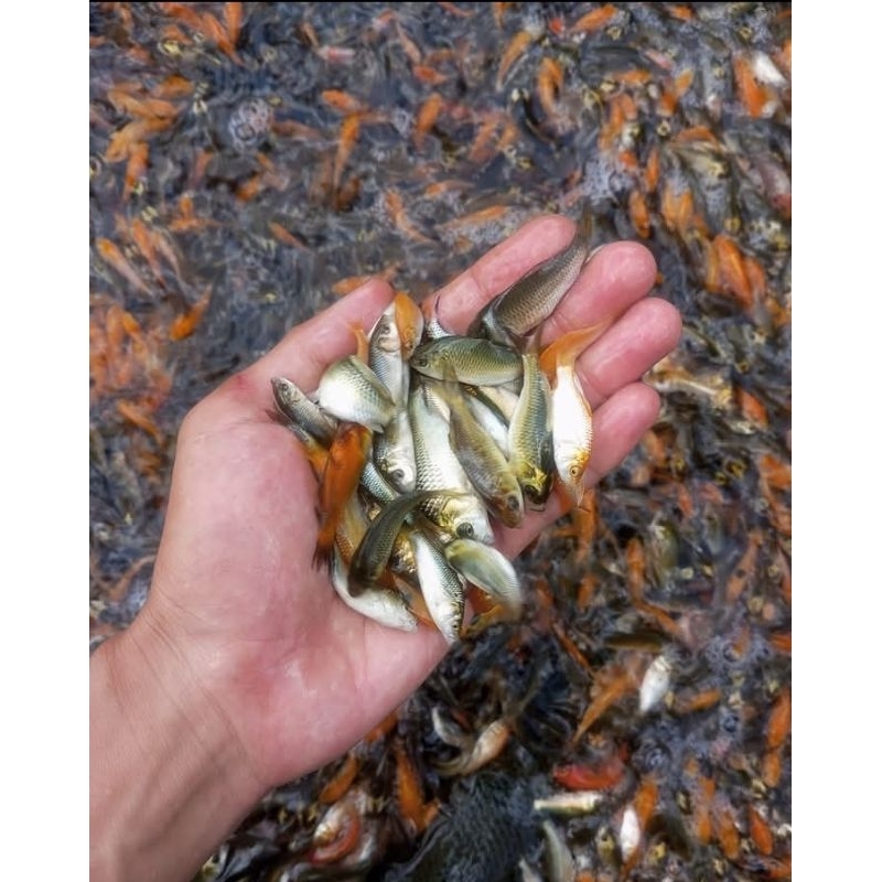 bibit anak ikan mas pakan ikan predator anak ikan mas pakan 1 liter