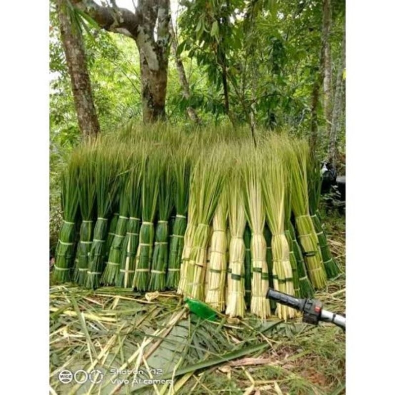 

daun kelapa muda / janur kuning buat bahan ketupat 10 lembar