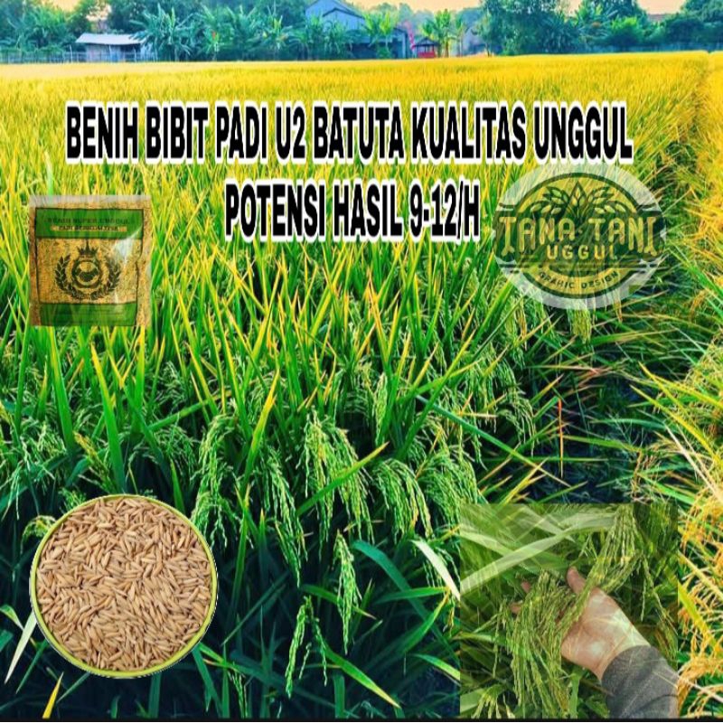 BENIH TANAMAN BIBIT PADI UB2 BATUTA KUALITAS UNGGUL  1KG