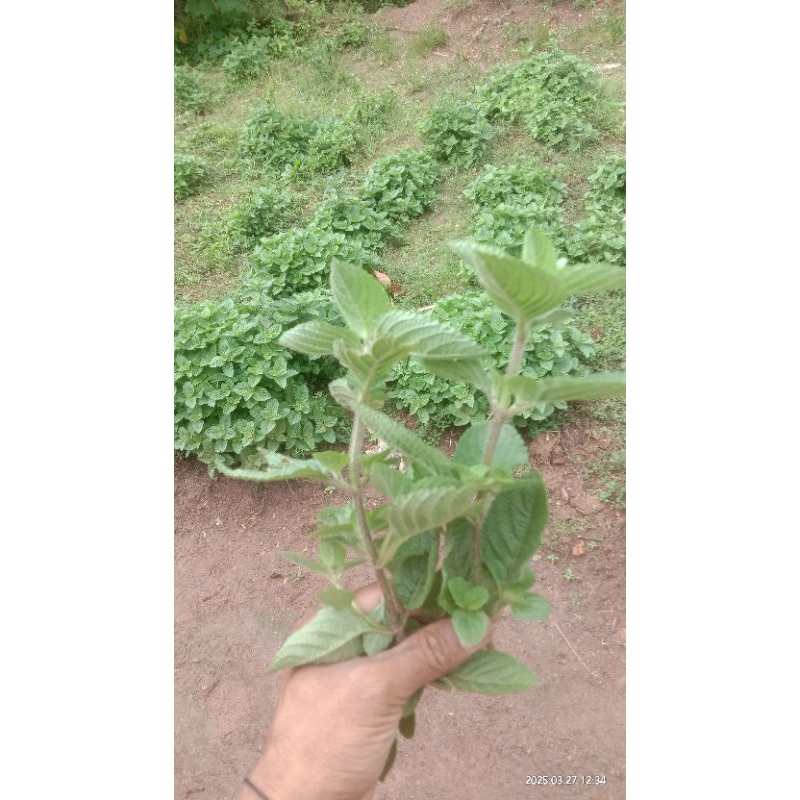 bibit janggelan/cincau super per 35pokok