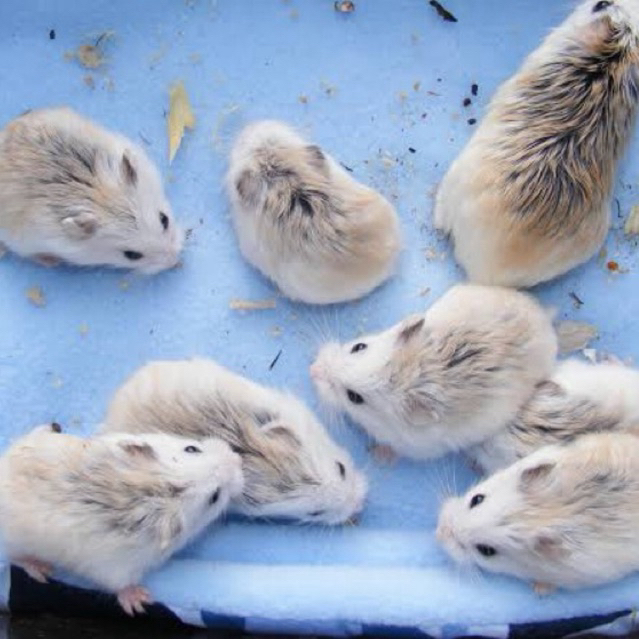 Hamster Roborovski White Face Husky anakan (hamster robo)