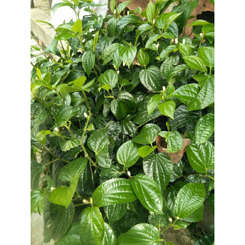 

DAUN SIRIH SERAR/daun sirih 100% lagsung petik