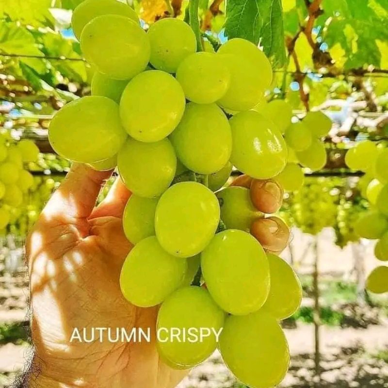 Bibit Anggur Import Autumn Crisp Valid Super Cepat Berbuah & Manis