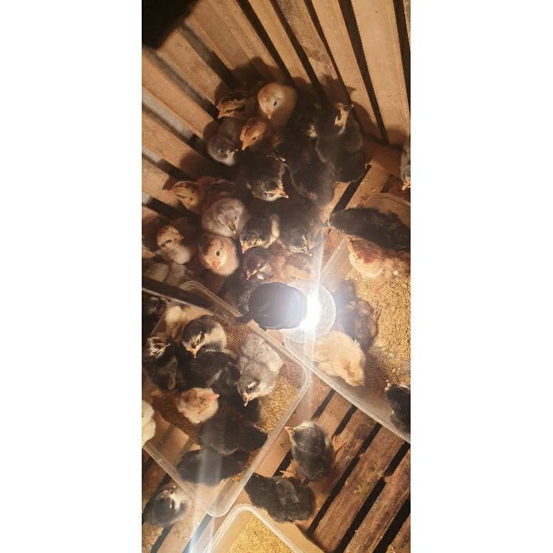 Doc Ayam Birma Telur Hijau