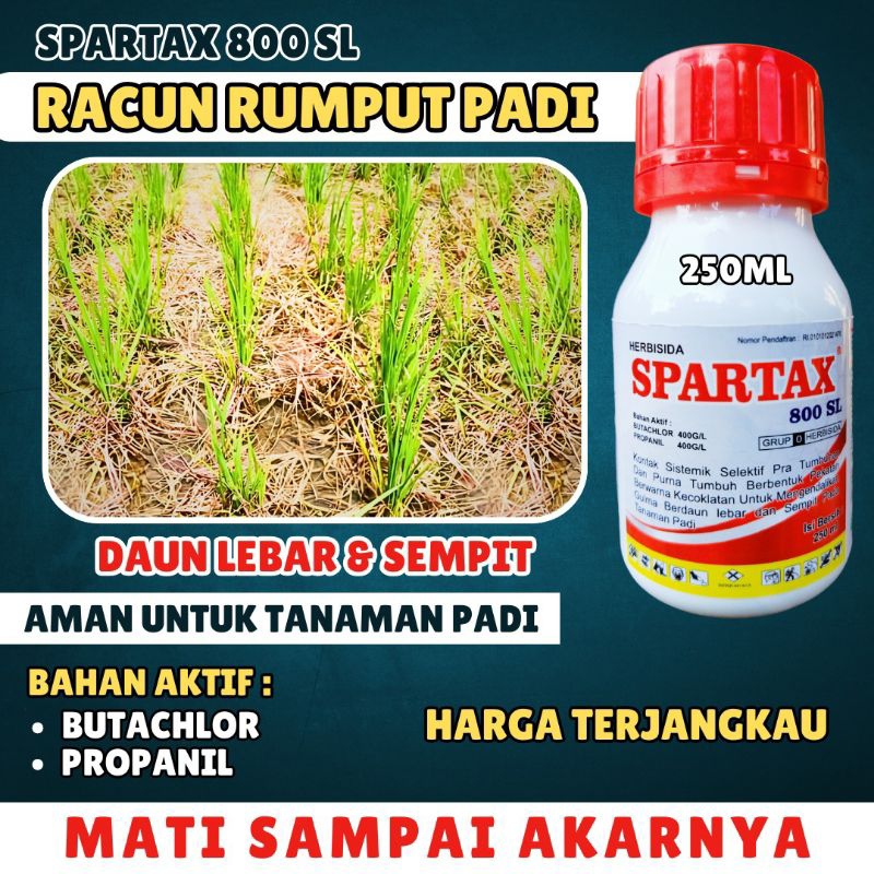 SOLUSI PETANI ATASI GULMA PADA TANAMAN PADI | HERBISIDA SISTEMIK | HERBISIDA | SPARTAX 250 ML | HERB