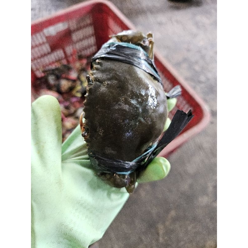 

KEPITING BANCI HIJAU ISI 7-8-9 HIDUP