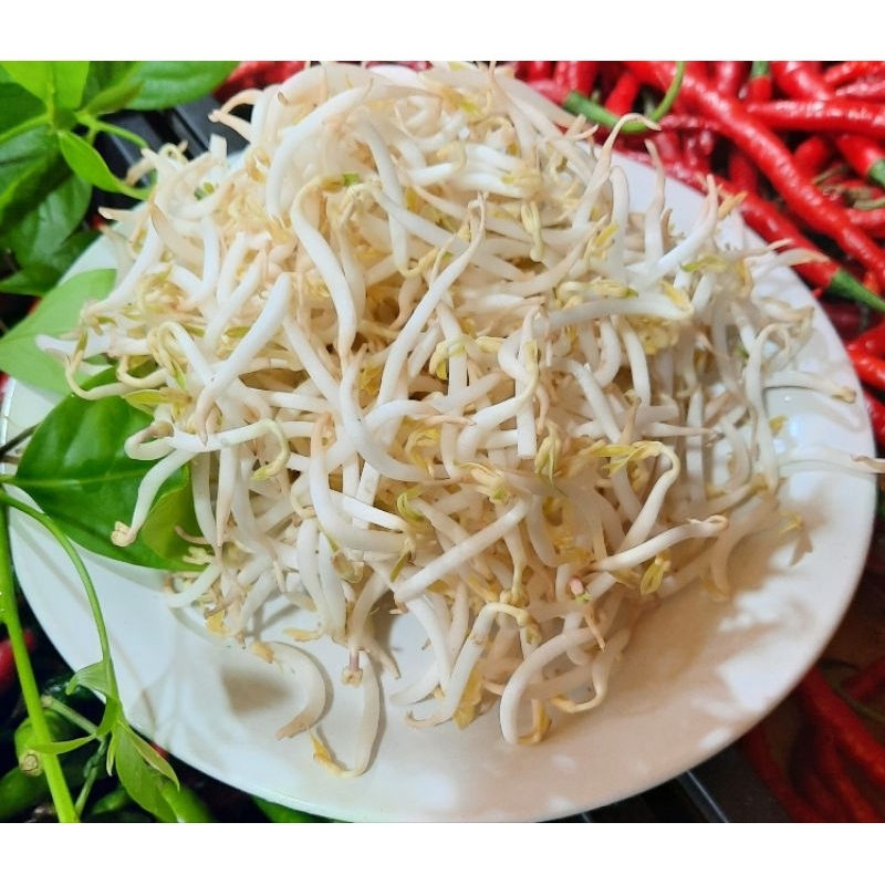 

Tauge Segar 250 Gram