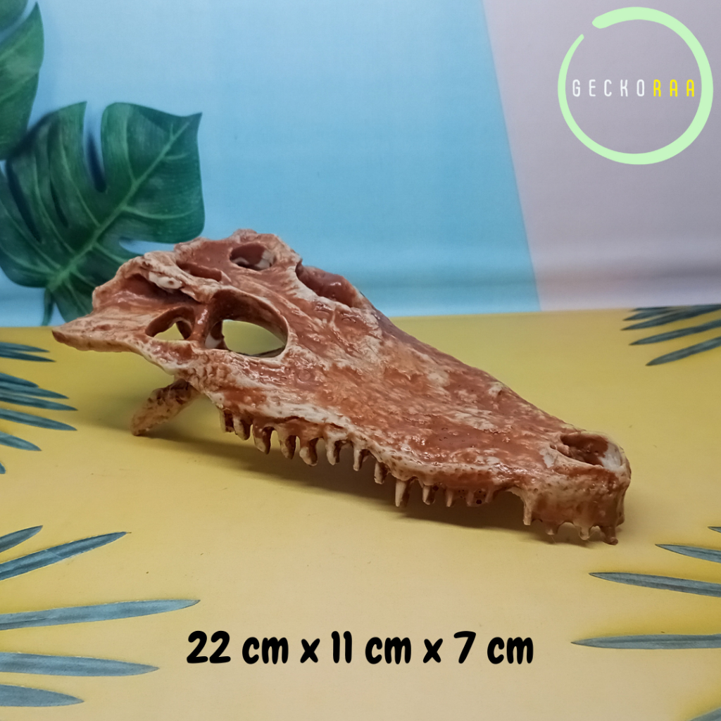 Hiasan Kandang Reptil Gecko AFT Bearded DragonBentuk Tengkorak Buaya