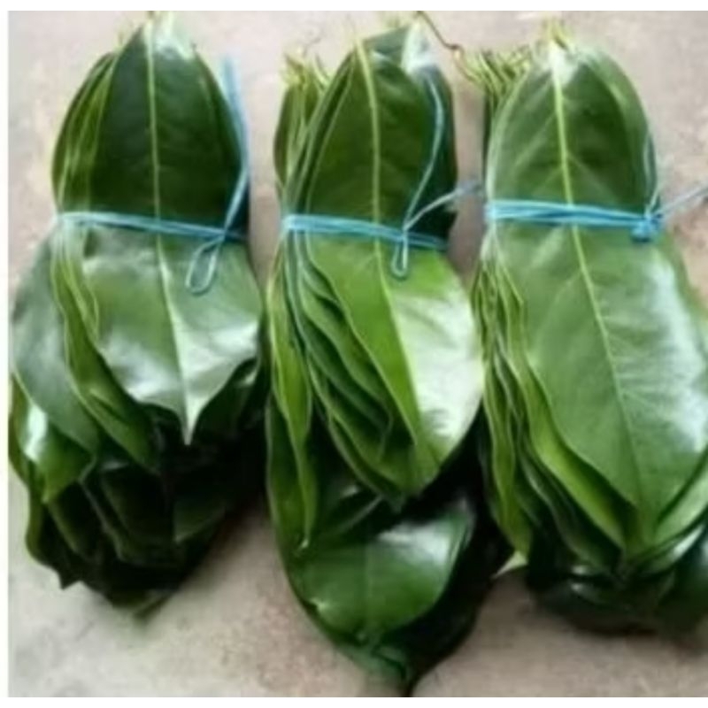 

Herbal rempah daun sirsak fresh per 100 lembar pupuk alami tanpa bahan kimia
