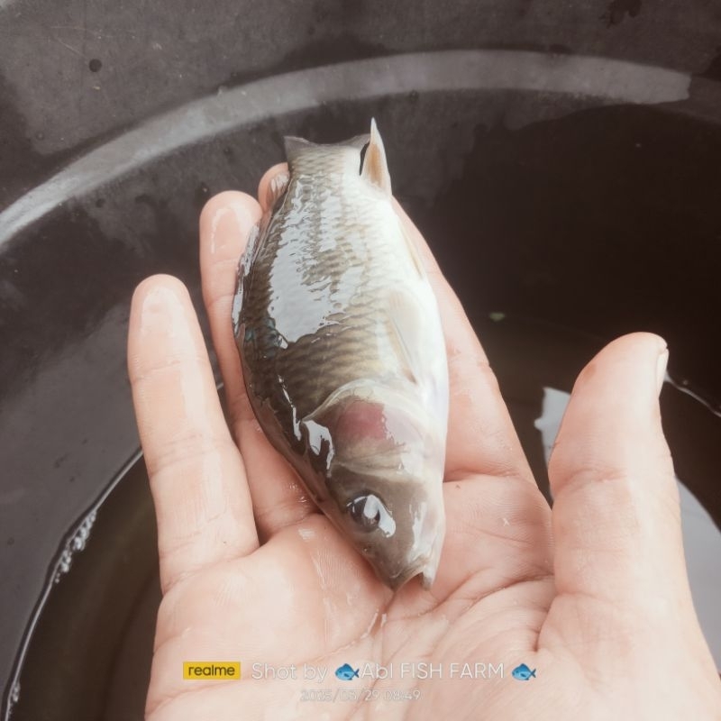 Bibit Ikan mas jumbo