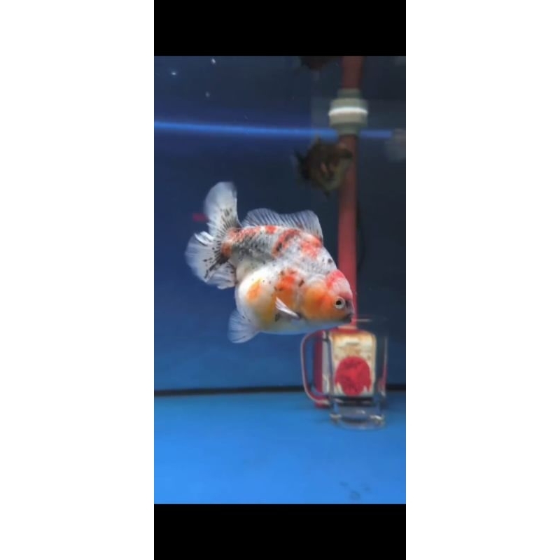 white red gold fish