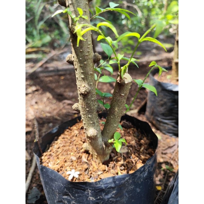 bahan bonsai cangkokan anput cabang