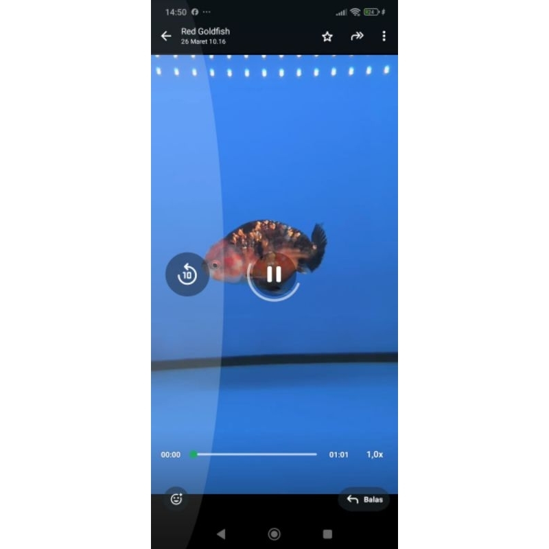 mas koki lionchu gold fish