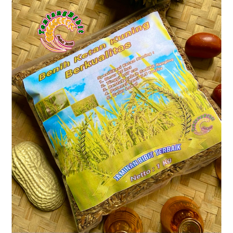 Benih ketan kuning / bibit padi ketan kuning ketan langka 1 kg
