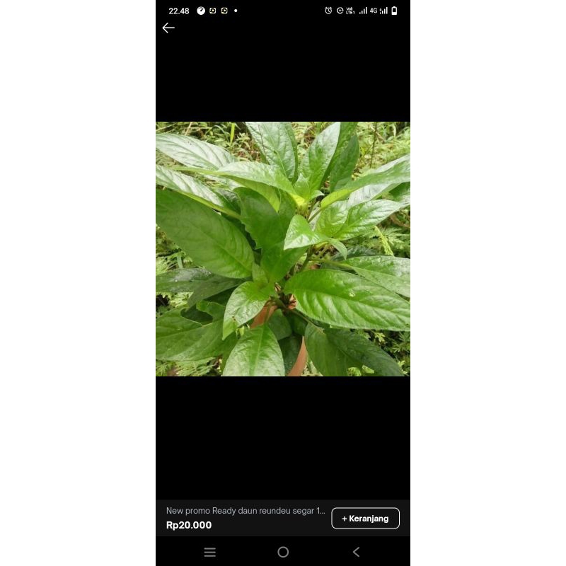 

promo Ready daun reundeu segar 1kg