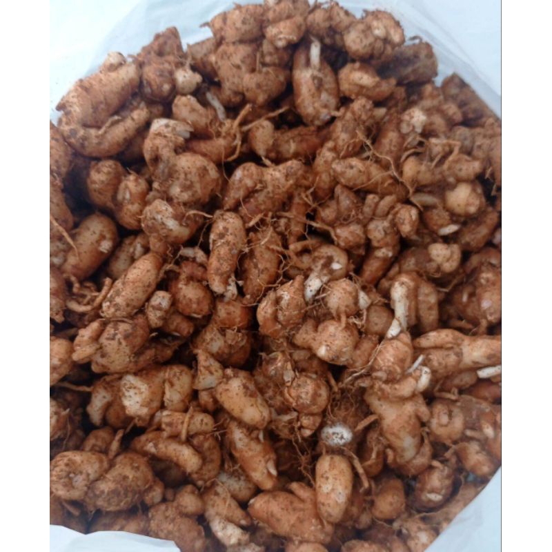 

KENCUR SEGAR ( 1.KG ) CIKUR ASLI CIAMIS WANGI COCOK UNTUK BUMBU SEBLAK JAMU DLL