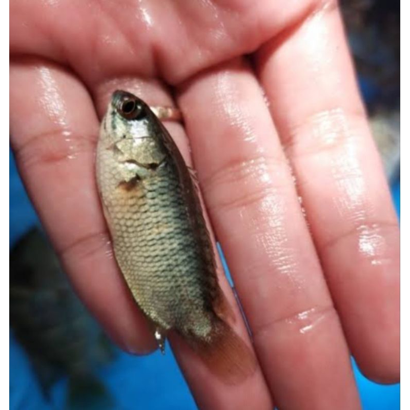 Bibit Ikan Betok Papuyu - Berkualitas Full Karantina