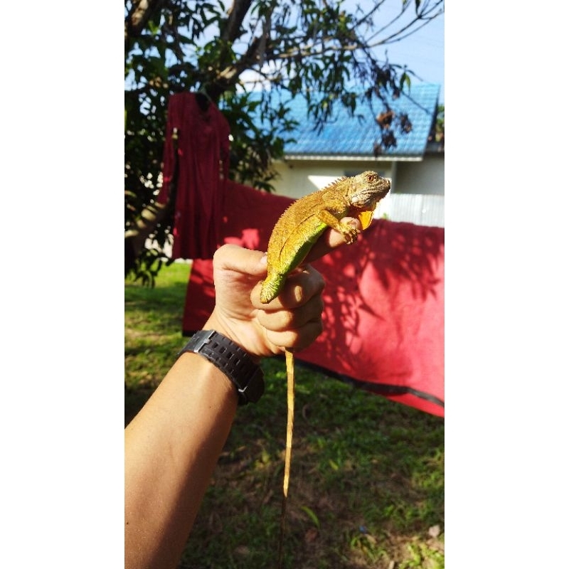 mainaj iguana sr baby up