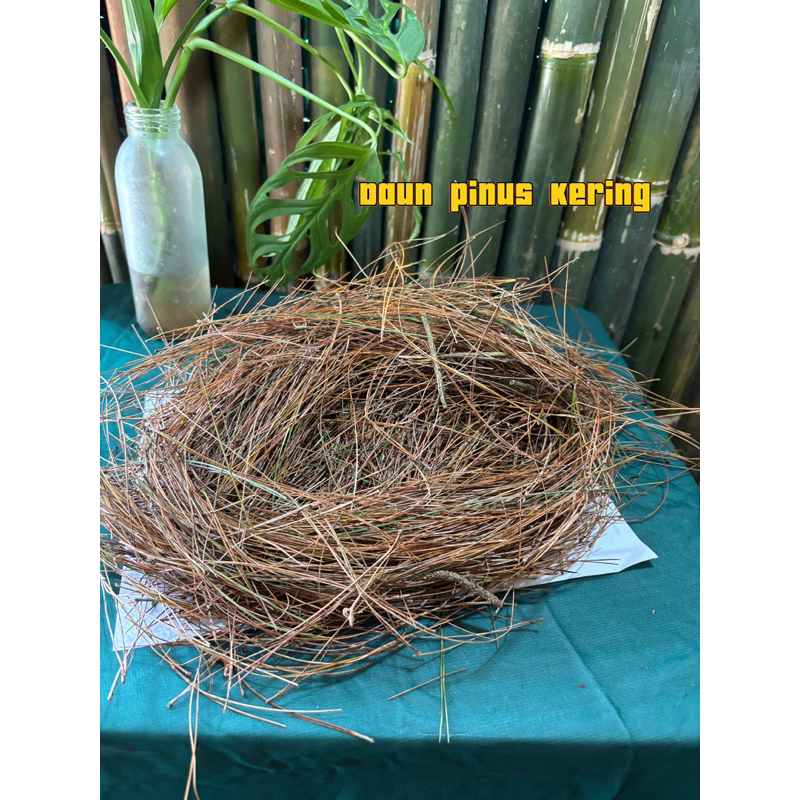 

Daun pinus kering 500 gr untuk sarang burung dan dekorasi lainya