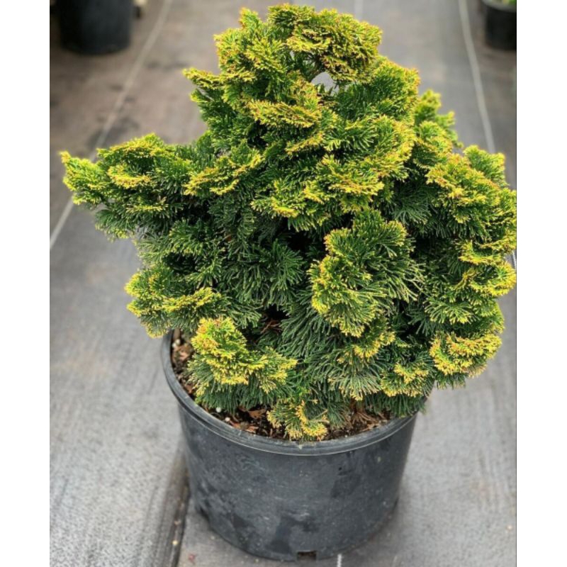 CEMARA INOKI KUNING bibit bonsai