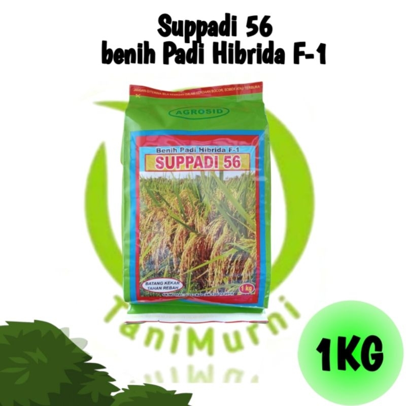 Benih Padi Hibrida F-1 Suppadi 56 kemasan 1 kg ( Exp 09 - 2025 ) Daya kecambah 80 %