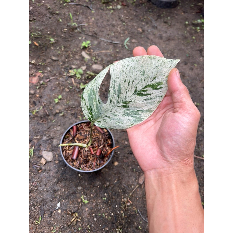 Epipremnum Sp Bali Hanoman