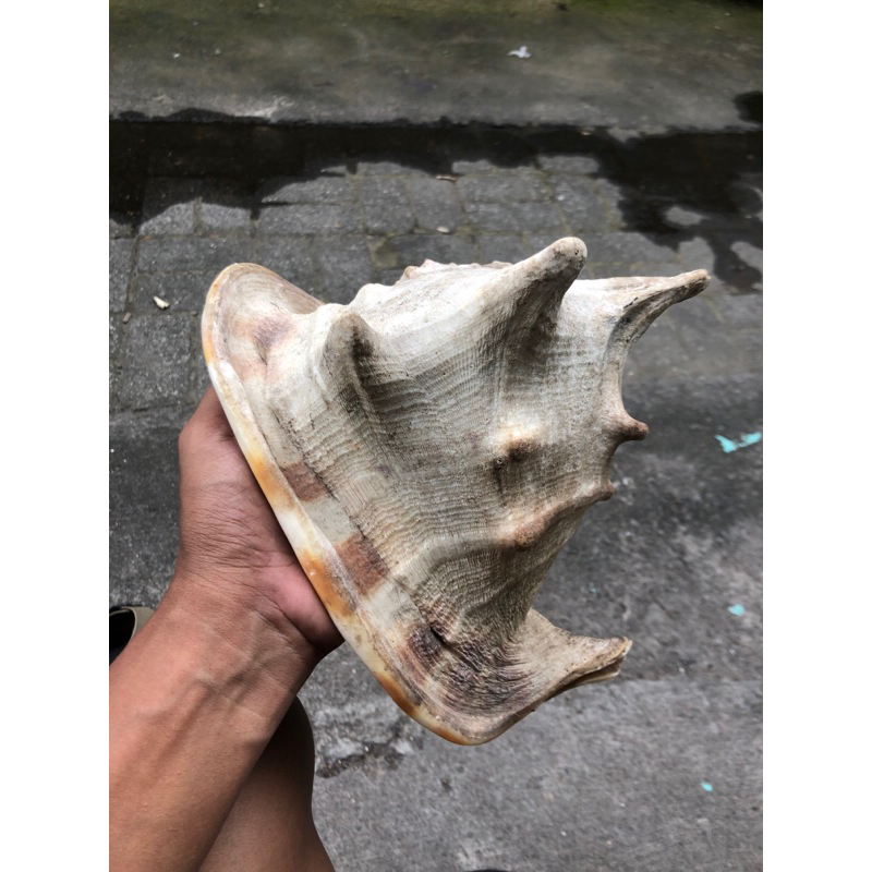 

cangkang kerang keong kepala kambing jos