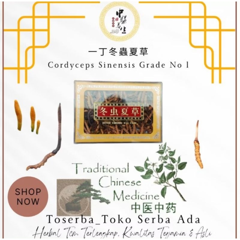 

5gram yi ding dong chong xia cao obat paru paru gagal ginjal 一丁冬蟲夏草 cordyceps sinensis yartsa gunbu jamur ulat grade a no 1
