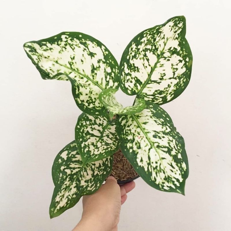 Promo COD aglaonema dud white - aglaonema dud white - aglonema dud white - tanaman hias aglaonema du