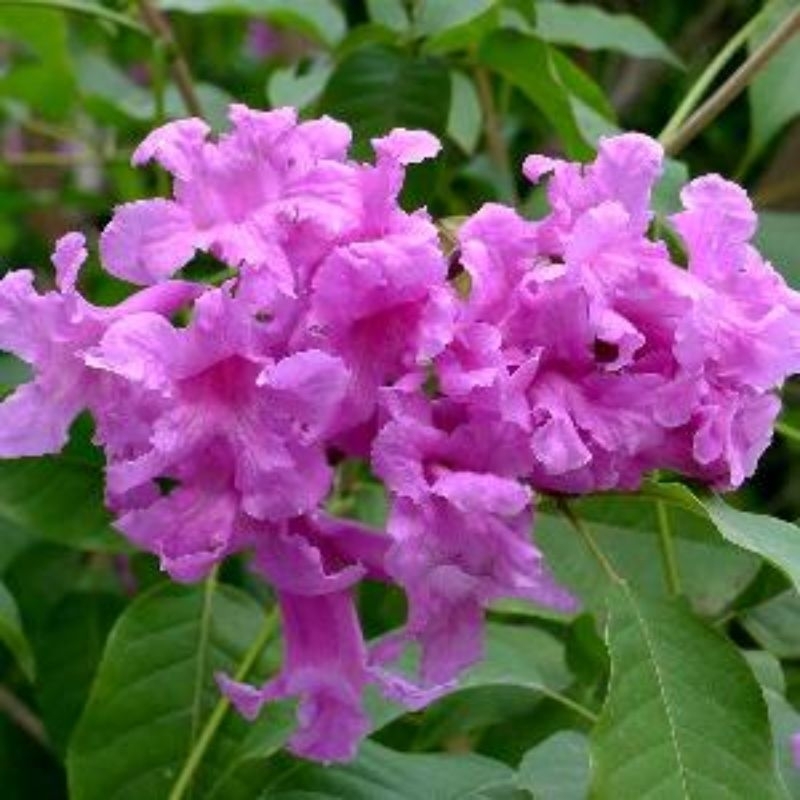 Promo COD bibit pohon tabebuya bunga ungu - tabebuya bunga ungu - pohon tabebuya - bibit bunga tabeb