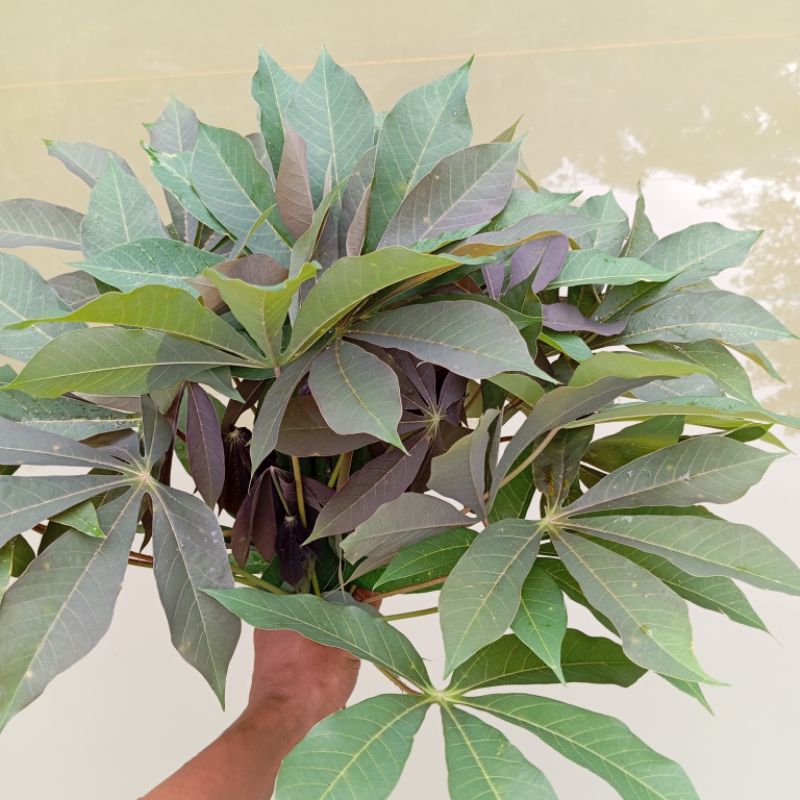 

Pucuk daun singkong segar 500 gram