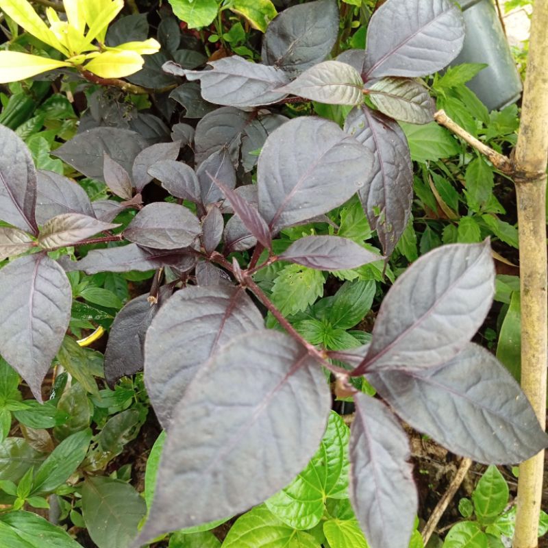 

Daun ungu handeuleum segar 250 gram