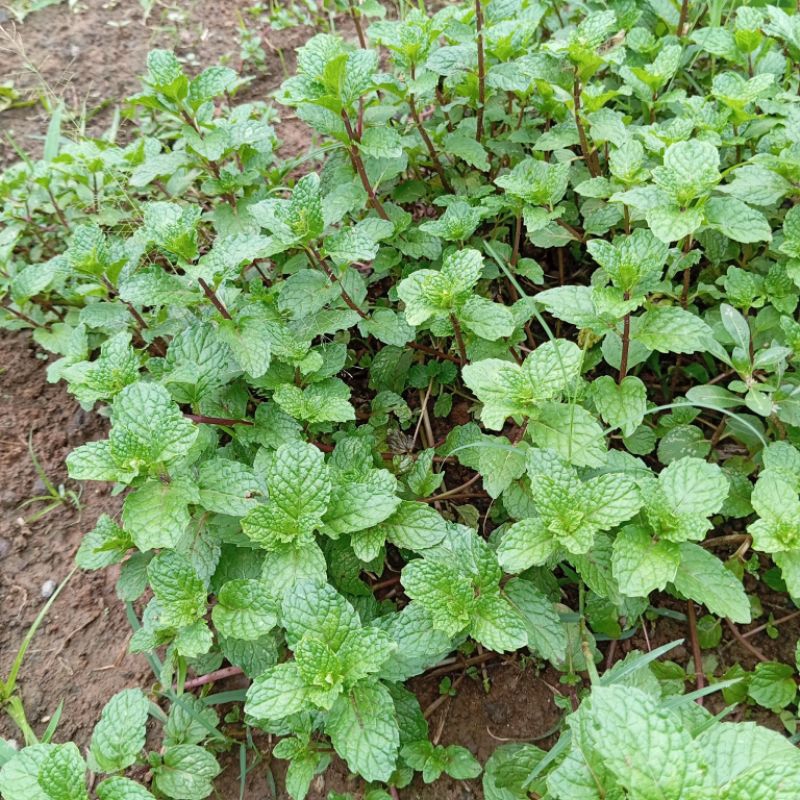 

Daun mint segar untuk lalapan per 100 gram